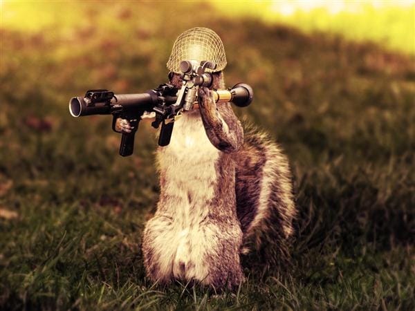 Photo-manipulation Squirrel Photo-manipulation Squirrel