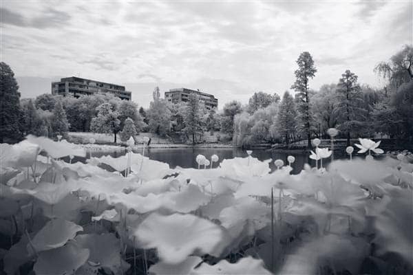 Water lilies in Infrared 