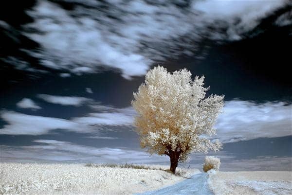 Tree in Infrared, Landscape with Tree