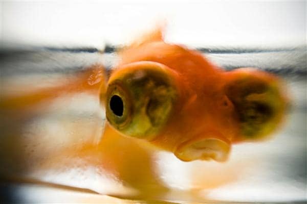 Globe-Eyed Goldfish