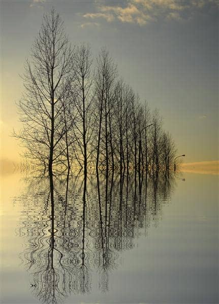 Great Trees Reflection