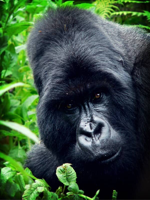 gorilla_rwanda