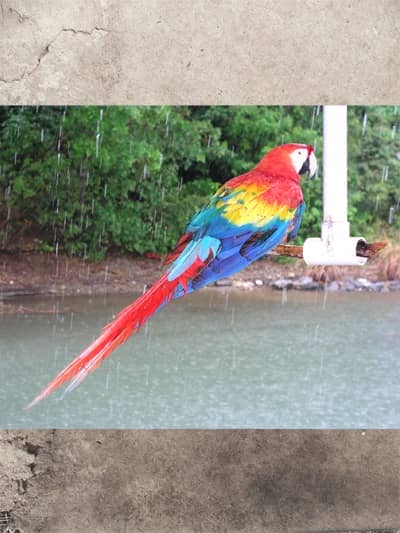 A photo of a parrot added to the document