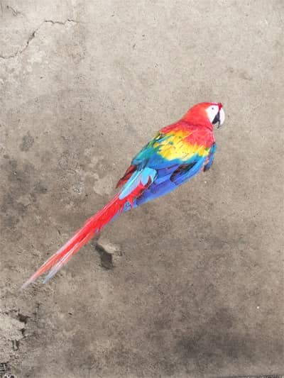 Masked parrot on grunge paper texture