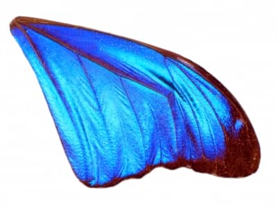 Blue angel wing