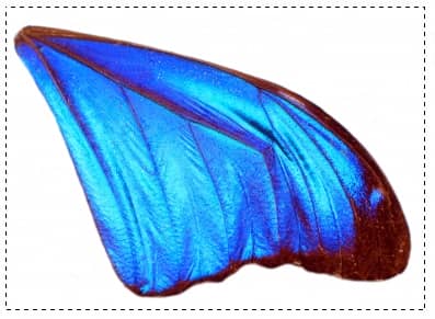 Blue angel wings with rectangular marquee