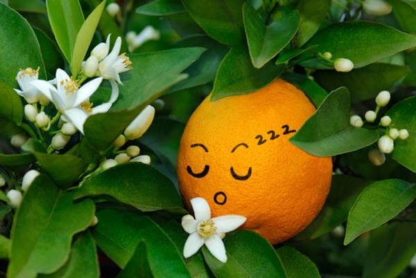 Sleeping orange