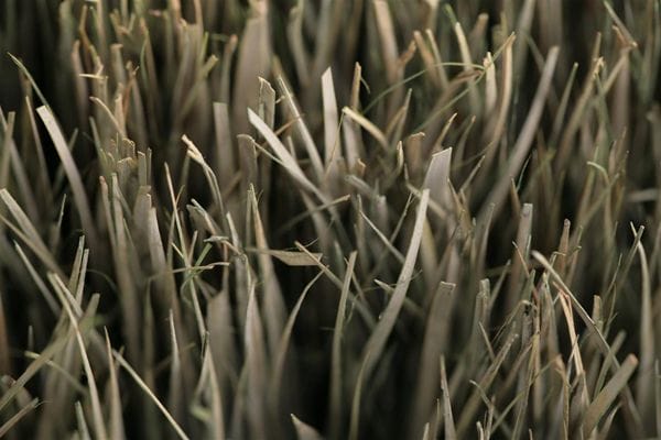 Top view of dried grass Top view of dried grass
