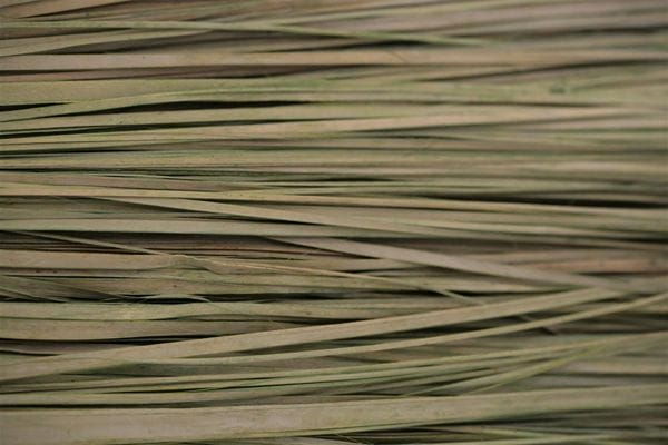 Dried grass texture with right side blurred Dried grass texture with right side blurred