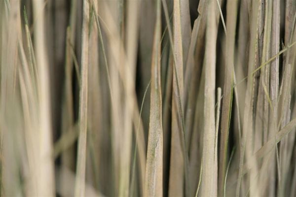 Dried grass texture with shallow depth of field Dried grass texture with shallow depth of field
