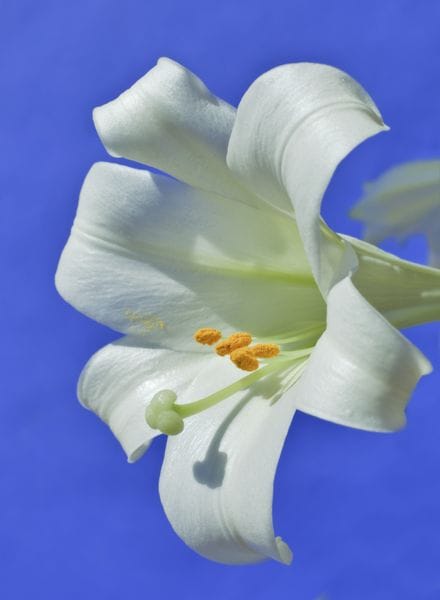 Easter lily Easter lily