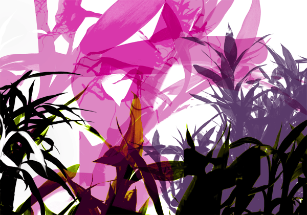 Collage created from Lucky Bamboo Photoshop brushes
