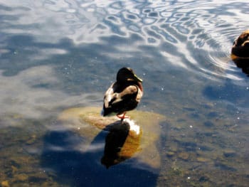 Reduced Reflections Reduced Reflections