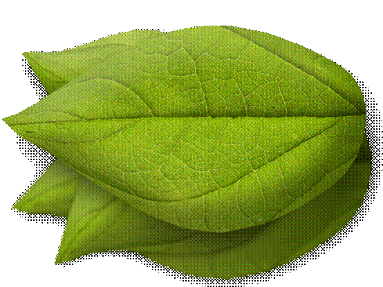 clip_image024 clip_image024