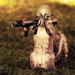 Army Squirrel Photo Manipulation