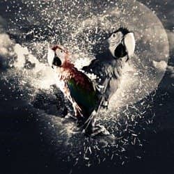 Create a Stunning Parrot Photo Manipulation in Photoshop