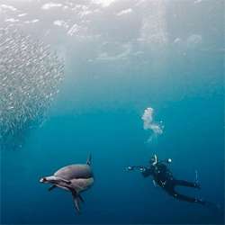 Interview with Underwater Photographer Dmitry Miroshnikov