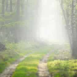 Fog