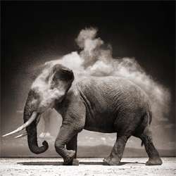 27 Captivating Black and White Photos