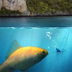 Create an Underwater Scene of a Giant Goldfish in Photoshop