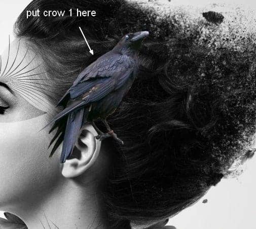 crow17
