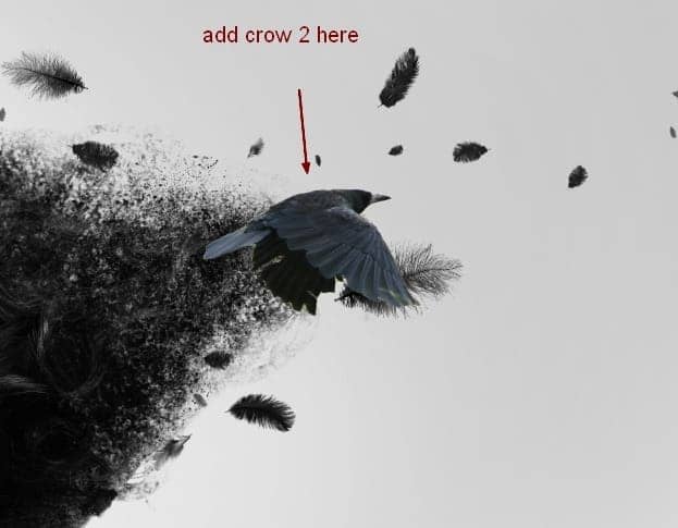 crow20