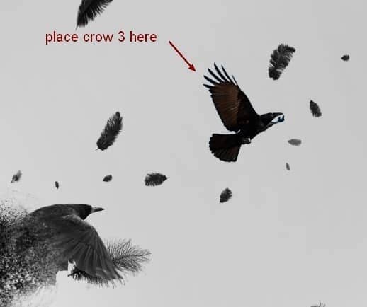 crow22