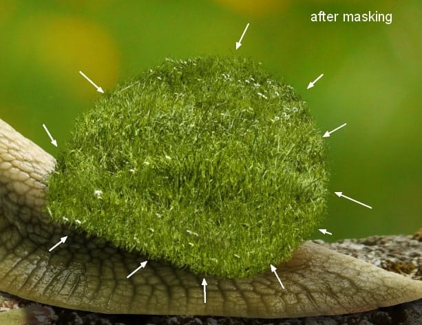 snail10b
