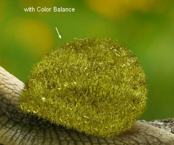 snail11a
