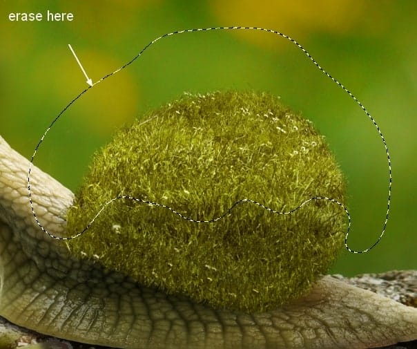 snail12a
