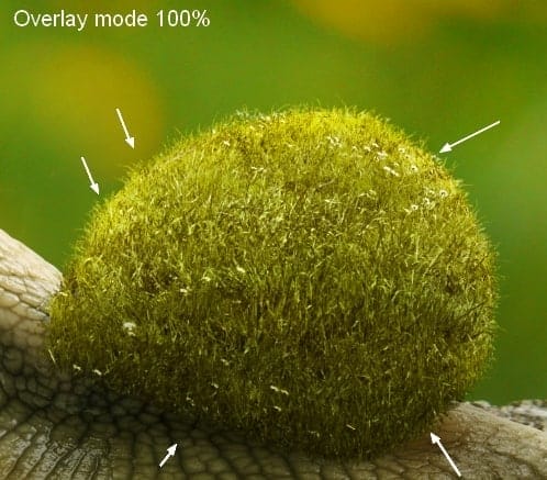 snail13a