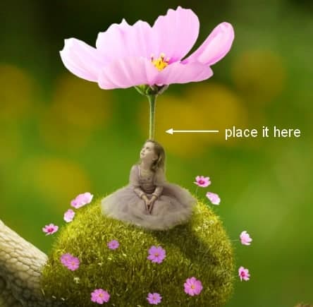 snail21a
