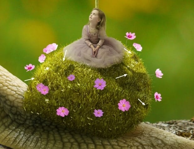 snail24