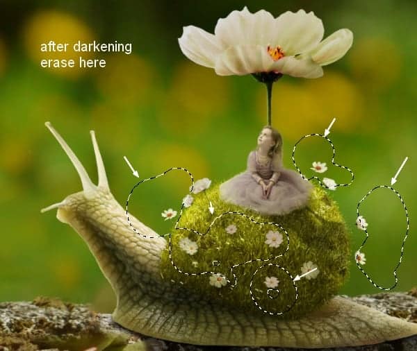 snail26a