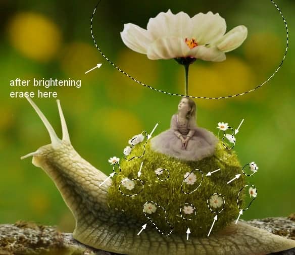 snail27a