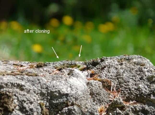 snail2a