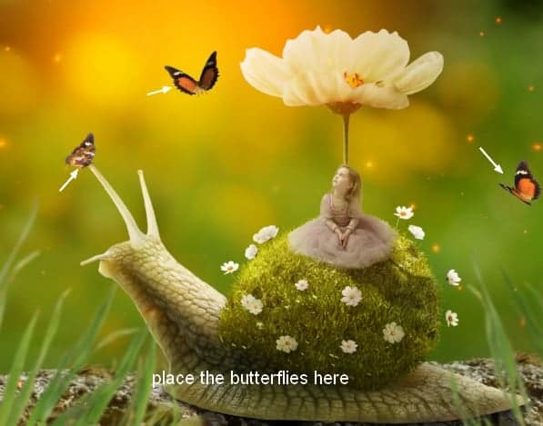 snail33