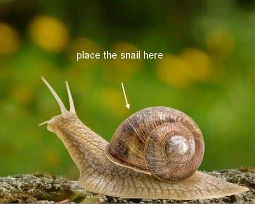 snail5