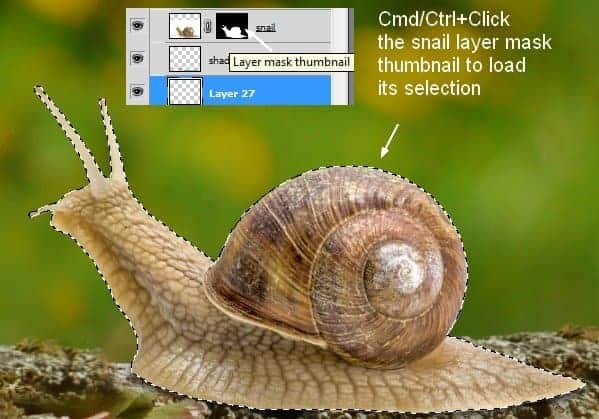 snail6a