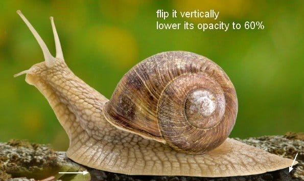 snail6b