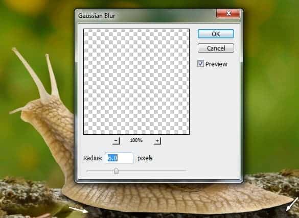 snail6c