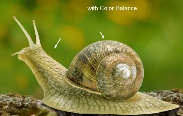 snail7a