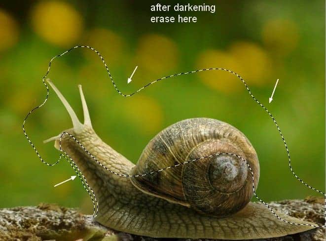 snail8a