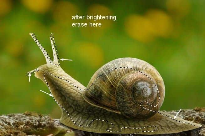 snail8c