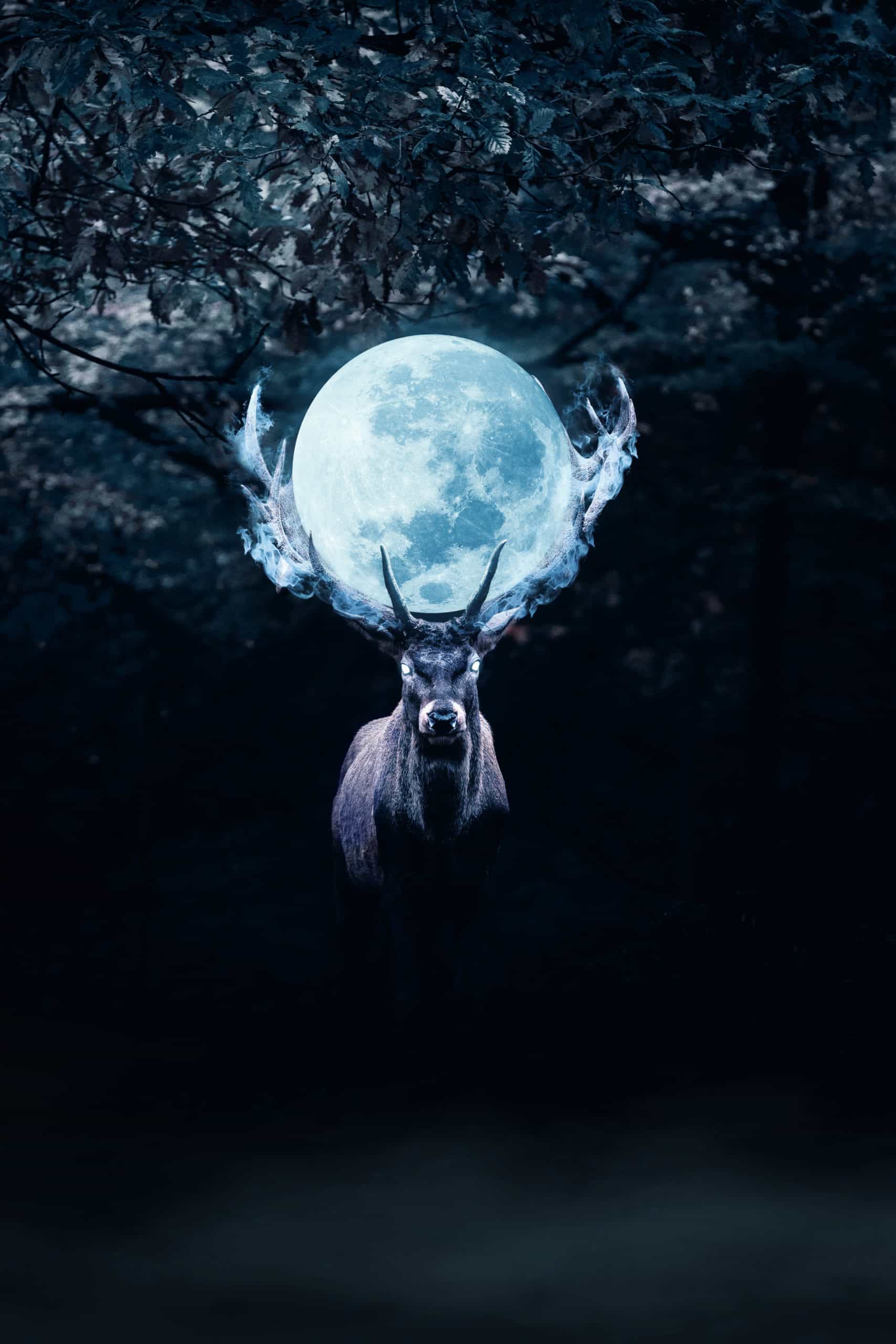 Mysterious Deer in Night Photoshop Manipulation