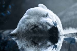 Create a Photo Manipulation of a Polar Bear