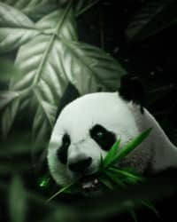Create a Photomanipulation of Panda