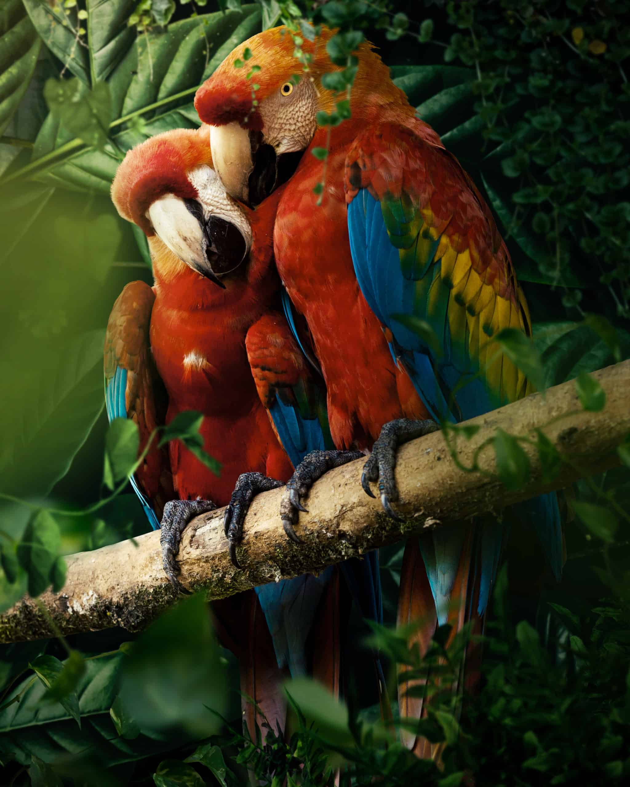 Create a nature scene of Parrots Photo Manipulation Tutorial