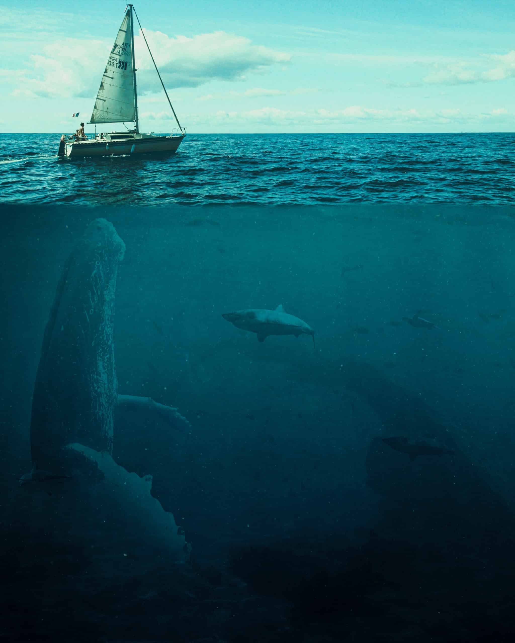The Big Whale Photoshop Tutorial
