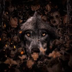 Create a nature scene of Wolf in flowers Photoshop Tutorial